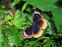 15 Kuranda butterfly 8819